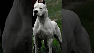 Pitbull vs dogo Argentino fight 😡🔥 kon jitega shorts shortsfeed viralshorts doglovers [upl. by Adnir]