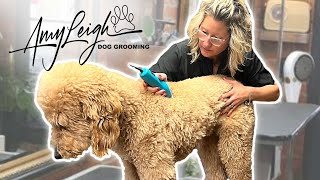 how to properly use a dog clipper to give your dog a haircut [upl. by Caia]