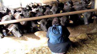 Scott Meets Water Buffalo in Italy [upl. by Hankins]