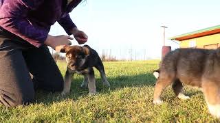 Akita Puppies in Alaska Boys from Saya x Harry  Arctic Akitas Kennel [upl. by Pell]