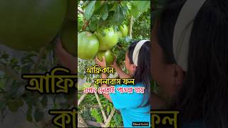 আফ্রিকান কালাবাস ফল এখন দেশেই পাওয়া যায়। kalabash fruit 🍐 fruitvideos african ফল [upl. by Kovacs]