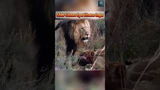 Why Lion eating a grass 😱facts lion shorts [upl. by Enelia]