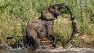 Crocodile Bites Elephants Trunk Pics [upl. by Aivat180]