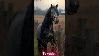 AkhalTeke vs Friesian Horse  Hybrid Animal fusion horse [upl. by Kahler98]