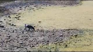 A Little Dog and some Bullocks at Cuckmere Haven [upl. by Chae]