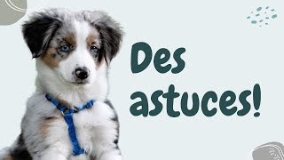 Comment Apprendre À Votre Chien Son Nom [upl. by Nellac]