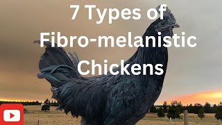 Every FibroMelanistic Chicken on our Homestead  Those Cool Black Chickens [upl. by Nnel580]