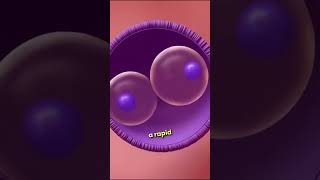 quotFertilization and Early Embryo Development From Egg to Blastocystquot facts shorts youtbeshorts [upl. by Edrock]