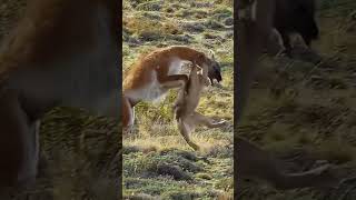 Mountain Showdown Cougars Intense Hunt [upl. by Aniral]