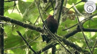 A Dança do Manakin Machaeropterus deliciosus [upl. by Paddy4]