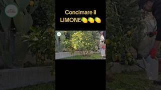 Come Concimare i limoni [upl. by Lyrej]