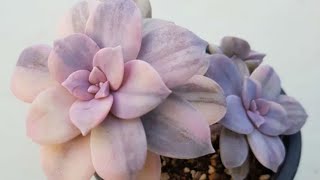 ESPÉCIES DE GRAPTOPETALUM PARA IDENTIFICAÇÃO [upl. by Anaujait]