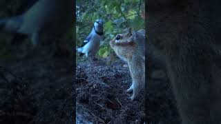 Clips from my video Graverobber wildlife chipmunk nature [upl. by Franek]