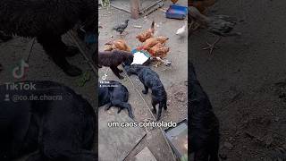 caos controlado animais viralvideo viralshorts fypシ゚viral fy [upl. by Brindell]