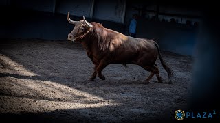 SORTEO  Pedraza de Yeltes corrida toros 2 junio [upl. by Assile]