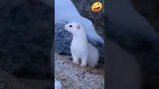 stoat animal what do they eat 🤯 shorts animals facts youtubeshorts [upl. by Steinway]