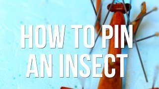 How to Pin an Insect [upl. by Lonni]