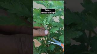 How to propagate Chrysanthemum garden plants gardening chrysanthemum [upl. by Becki]