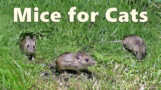 Cat TV  Mice for Cats to Watch  Mouse Squeaking for Cats 🐭 8 HOURS 🐭 [upl. by Ecnaled703]