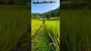 सुंदर कोकण  Sundar Kokan  kokan kokanstatus kokannewsupdate shorts [upl. by Ysnil]