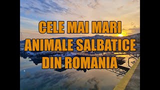 Cele mai mari animale salbatice si terestre din Romania [upl. by Phyl]