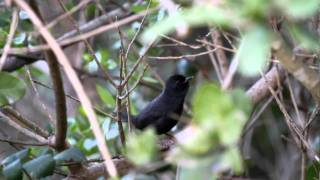 churrin vocalizando aves de Chile [upl. by Ross400]