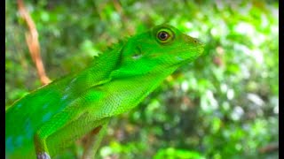 Sounds of the Borneo Rainforest  Tranquil  with bonus lizard [upl. by Daloris]