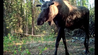 Alaska Trail Cam Video June 05 2022 [upl. by Yentnuoc]