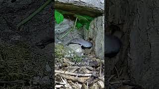 Nouvelle espèce dans la mammal box 🐭 [upl. by Theadora834]