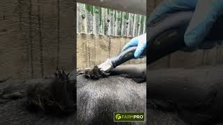 FarmPro Cordless Cattle Clipper 3 [upl. by Mou145]