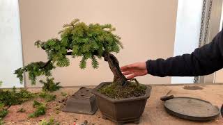 Shaping a Yew Bonsai [upl. by Aerdnas]