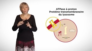 MOOC côté cours  Les lysosomes [upl. by Nihahs488]