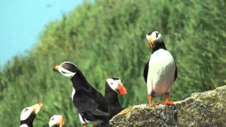 Horned puffin 2 FullHD JH1RNZ [upl. by Ylil655]