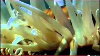 Animal Bio Pt2Phylum Cnidaria [upl. by Roede]