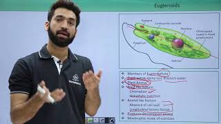 Class 11th – Kingdom Protista – Euglenoids  Biological Classification  Tutorials Point [upl. by Christianson980]