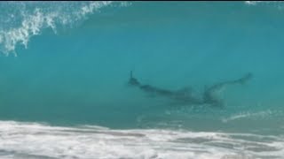 Thousands of sharks close to shore shuts Florida beaches [upl. by Noreh989]