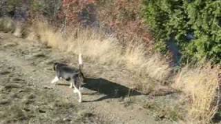 Our Beagle Gus doing his favorite thing [upl. by Arahset]