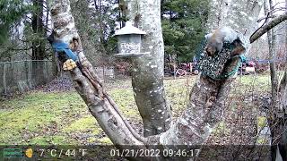 Stellers Jays Grey Squirrels and other backyard guests part 1 some audio [upl. by Siward894]