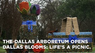 Dallas Blooms the largest floral festival in the Southwest returns [upl. by Kliment]