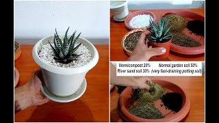 How to repot Zebra plant Haworthia [upl. by Enyt591]