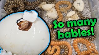 Adorable Baby Bullsnakes Hatching [upl. by Ahsoem]