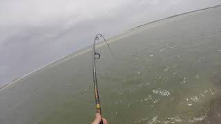 50 LB Butterfly Stingray caught in Corsons Inlet  Ocean City NJ 52318 [upl. by Rheingold572]