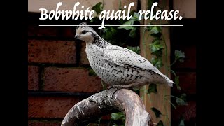 Bobwhite Quail aviary release [upl. by Kata513]