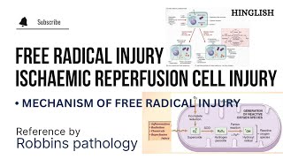 Ischaemic Reperfusion cell Injury  Free Radicals Mediated Cell Injury  Pathology  KTC MBBS [upl. by Aizirk]