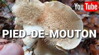 Identifier le Pieddemouton  Cueillette des champignons [upl. by Westney]