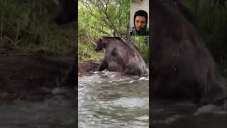 A bear along the alagnak river in alaska After the bear dives into the water to catch a fish fish [upl. by Airretnahs]