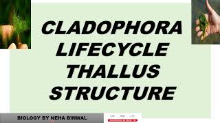 Cladophora Lifecycle ll Thallus Structure ll Reproduction ll biology neet upsc viral botany [upl. by Krell]