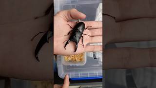 Dorcus titanus fafner stagbeetle [upl. by Nyledam]