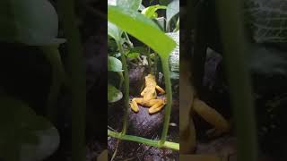 Panamanian golden frogs at Moody gardens [upl. by Mima535]