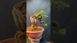 盆栽整理maintenancepruning for podocarpus Podocarpus 晶鑽羅漢松 [upl. by Joella]